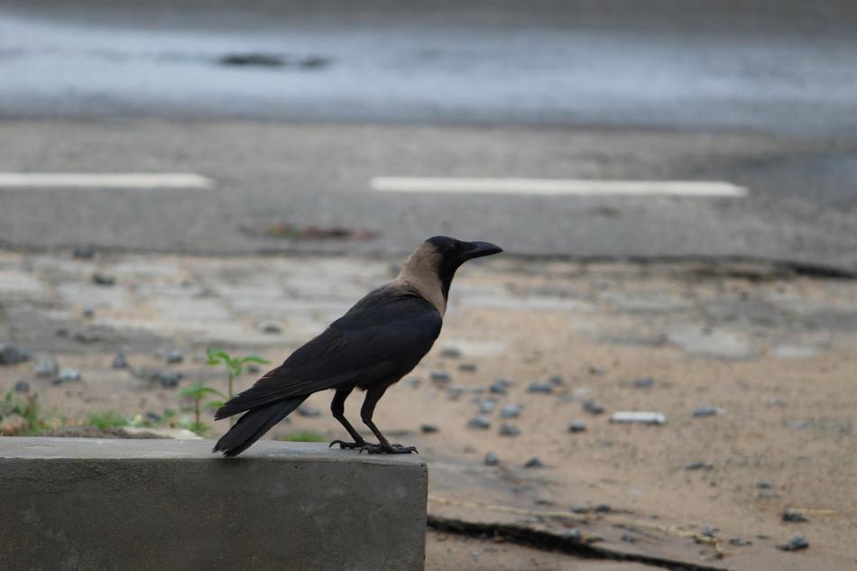 Roadside Crow Alone