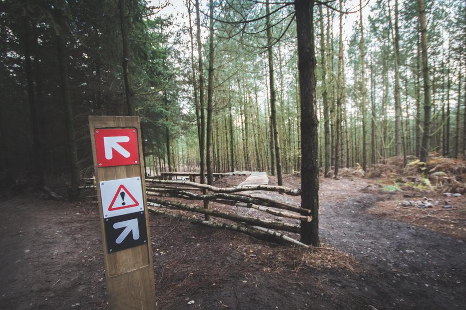Accident Arrows Conifer