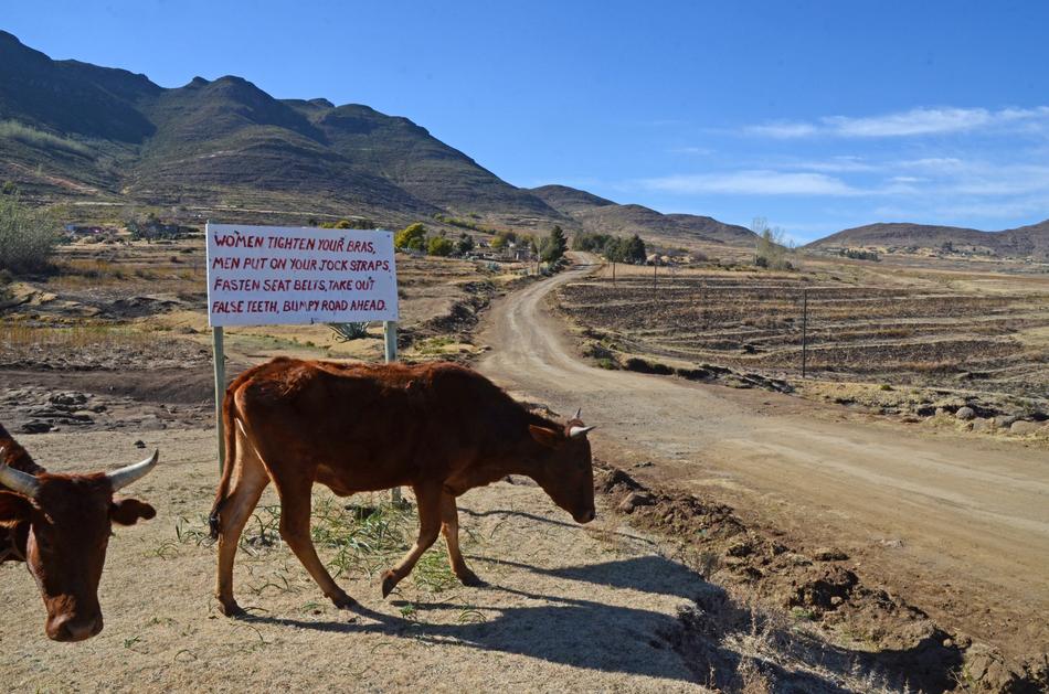 Lesotho Road Sign and cows
