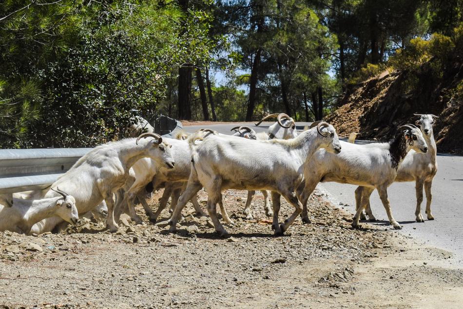 Goats on Forest Road