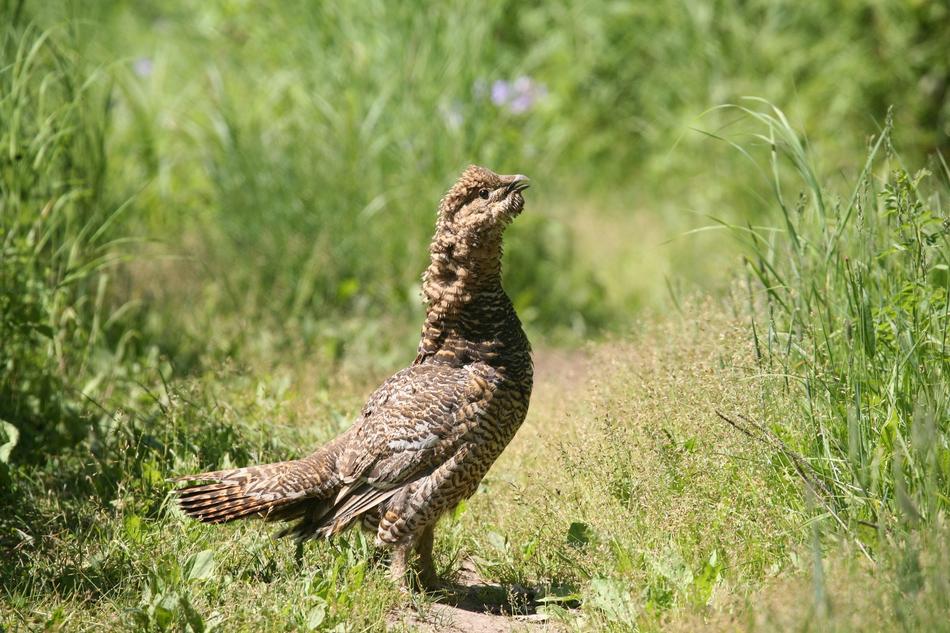 Glukharka Forest Chicken Bird