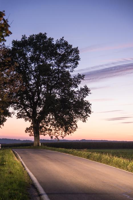 Tree Road Sunset
