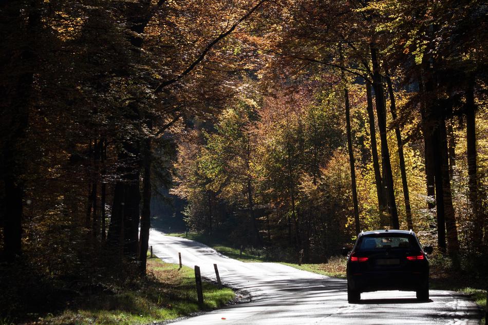 Road Auto Forest