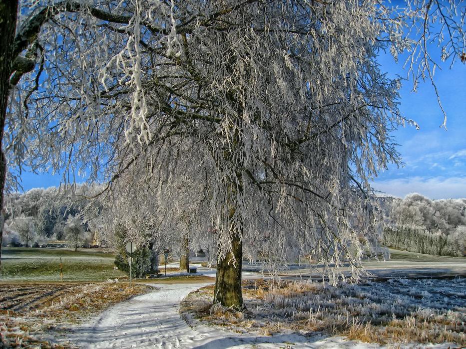 Bavaria Germany Snow
