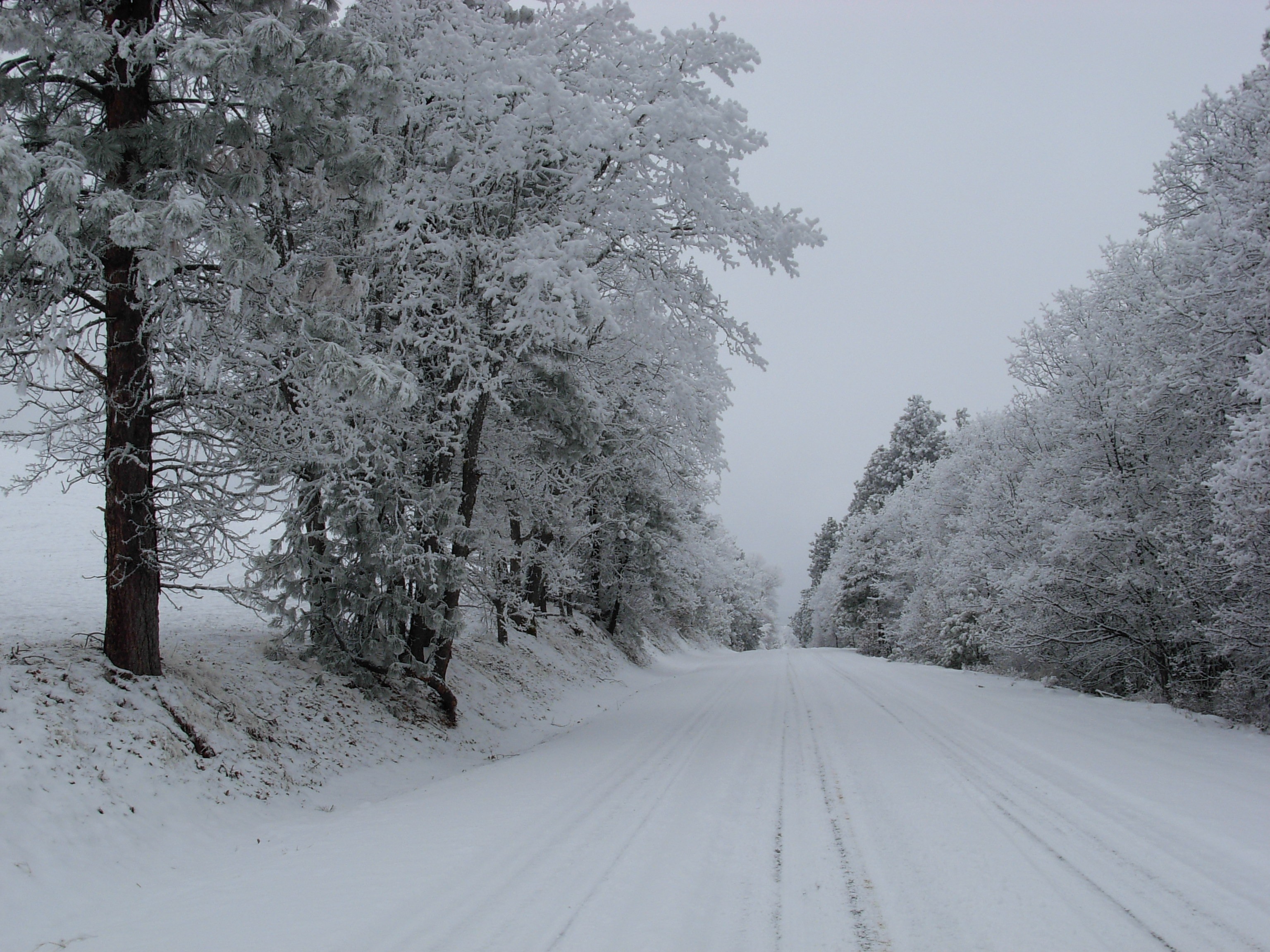 Snow Road Trees Mount free image download