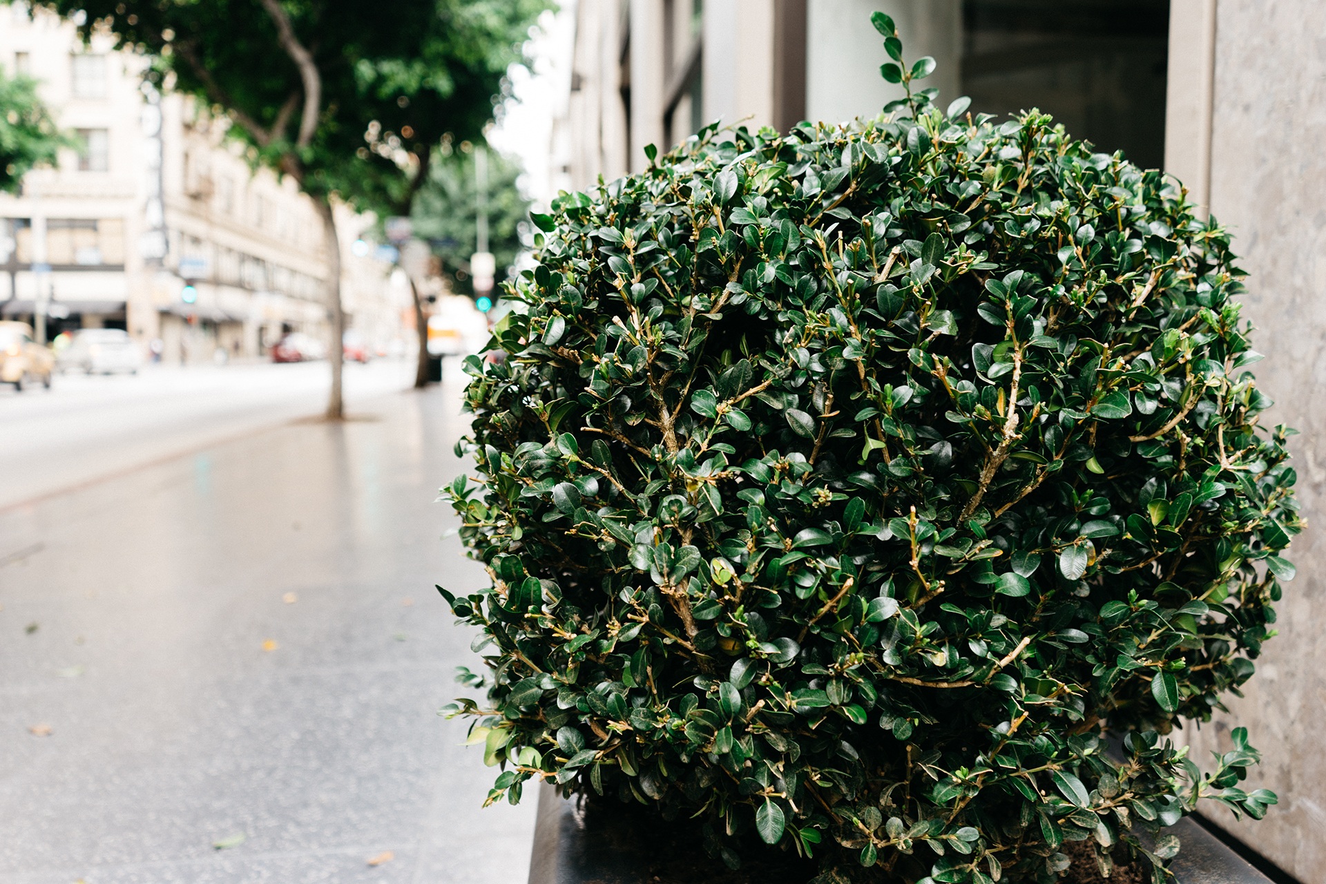 A picture of a neatly trimmed bush free image download