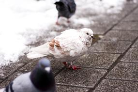 White and Brown Dove birds