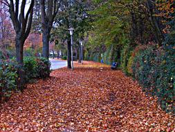 Foliage Autumn Golden