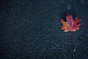 Road Leaf