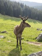 Moose Animal on Mountains