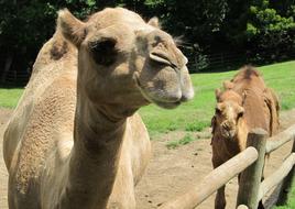 Camel Mother Baby