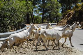 Goats Forest Road