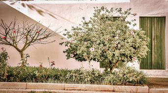 Portugal Street Flowers