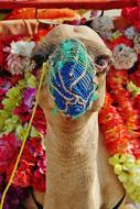 Camel Animal Face
