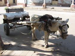 Asmara Eritrea Donkey