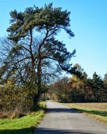 Pine Tree by the road