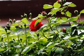 Rose Flowers Red