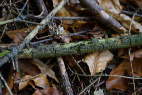 Ant Street Dead Wood Leaves