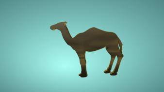 camel animal desert nature travel