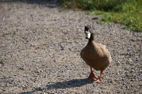 Duck Nature Water