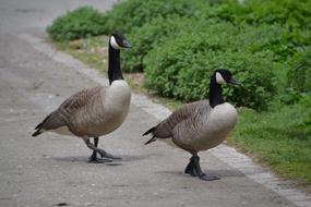 Goose Bird Wild Geese