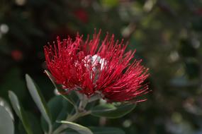 Blossom Bloom Red