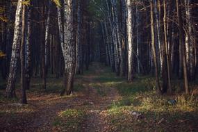 Wood Landscape Tree