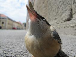 Bird Macro Street
