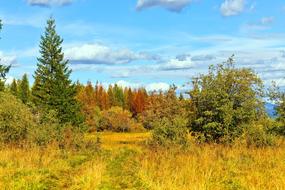 Autumn Forest Road