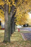 Trees Street Autumn