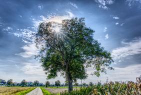 Tree Sky Blue