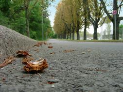 Road Tar Asphalt at autumn