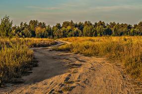 Road Field Grass