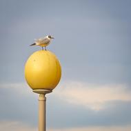 Seagull Bird Water