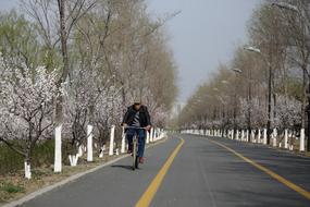 Road Tree Lane