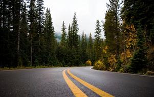 Road Path in forest