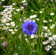 Blue and white Flowers in garden