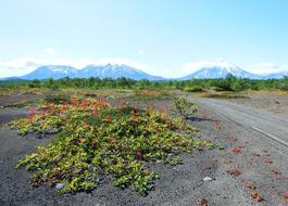 Volcano Forest Autumn