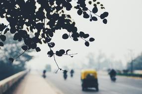 Trees Leaves Road