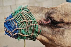 cage on Camel Animal Face