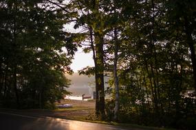 Road Trees Nature