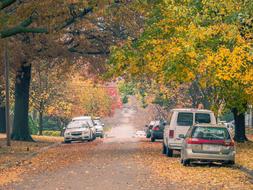 Trees Nature Cars