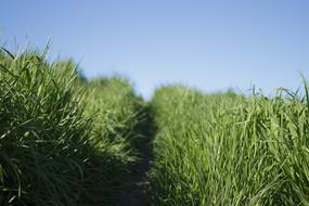 Nature Grasslands Grass