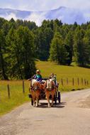 Horse Calash Carrozza