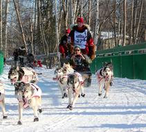 Sledge dog race