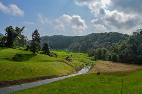 Field Green Grassland landscape