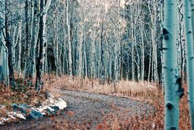 Mountain Nature Trees