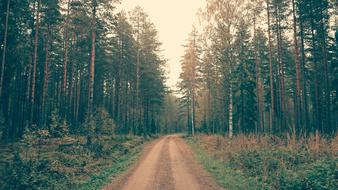 Nature Landscape Trees