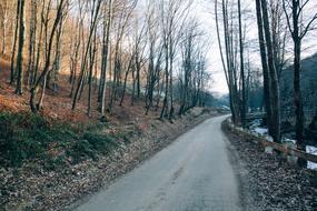 Path Road Trees