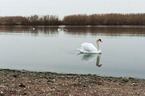 Swan Swimming Waterfowl